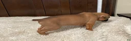 Boxer dogs for sale: Jax - Ad 21