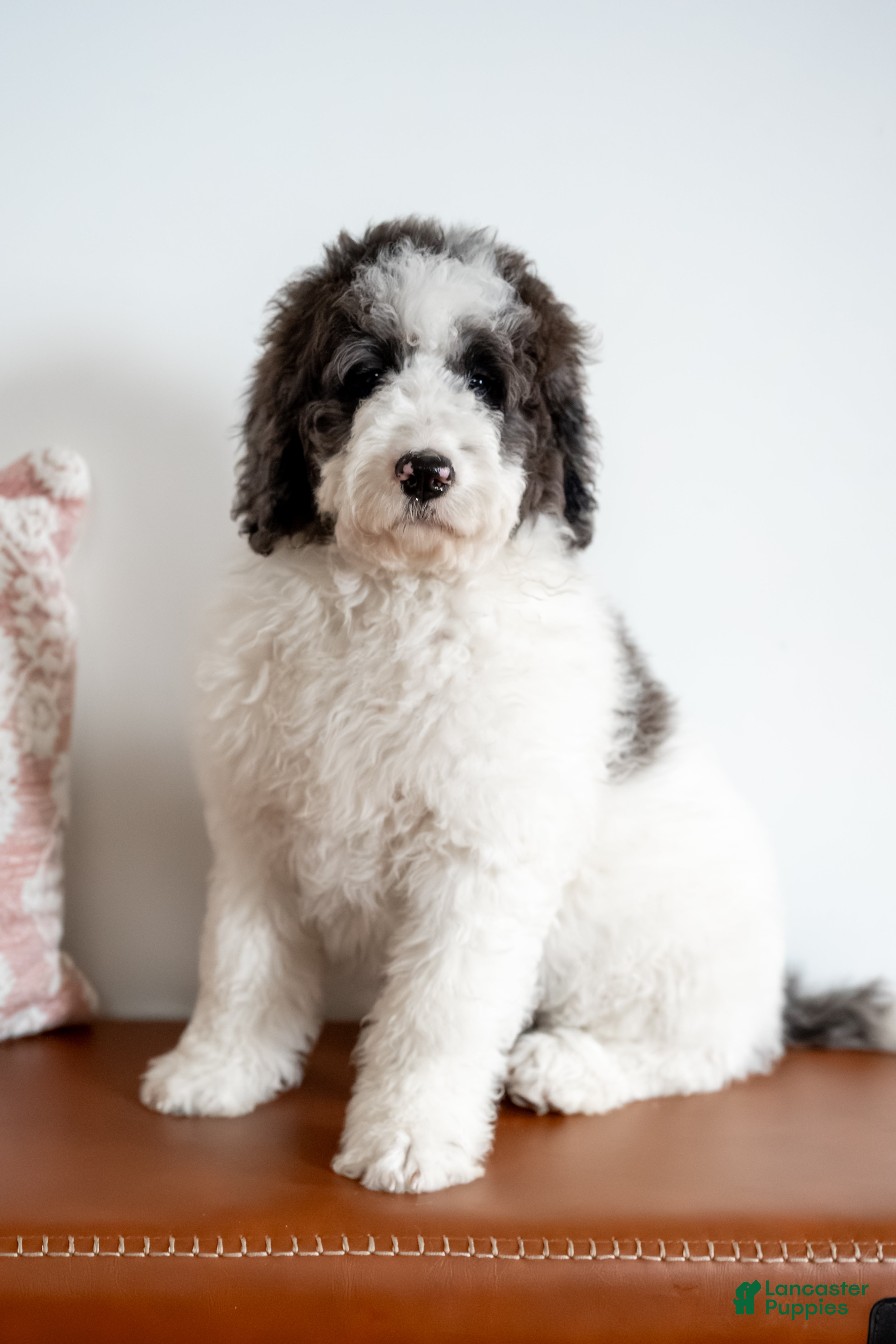 Bernedoodle dogs Daphne - Ad 42