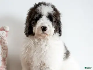 Bernedoodle dogs Daphne - Ad 42
