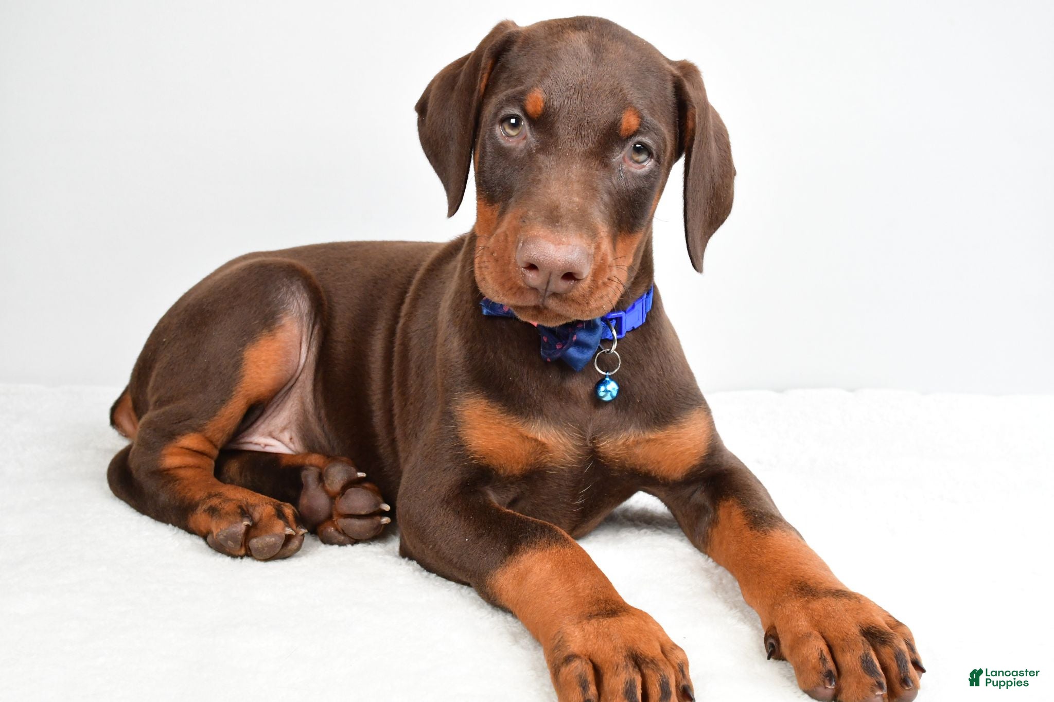 Doberman Pinscher dogs Harrison - Ad 2
