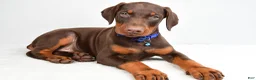 Doberman Pinscher dogs for sale: Harrison - Ad 2