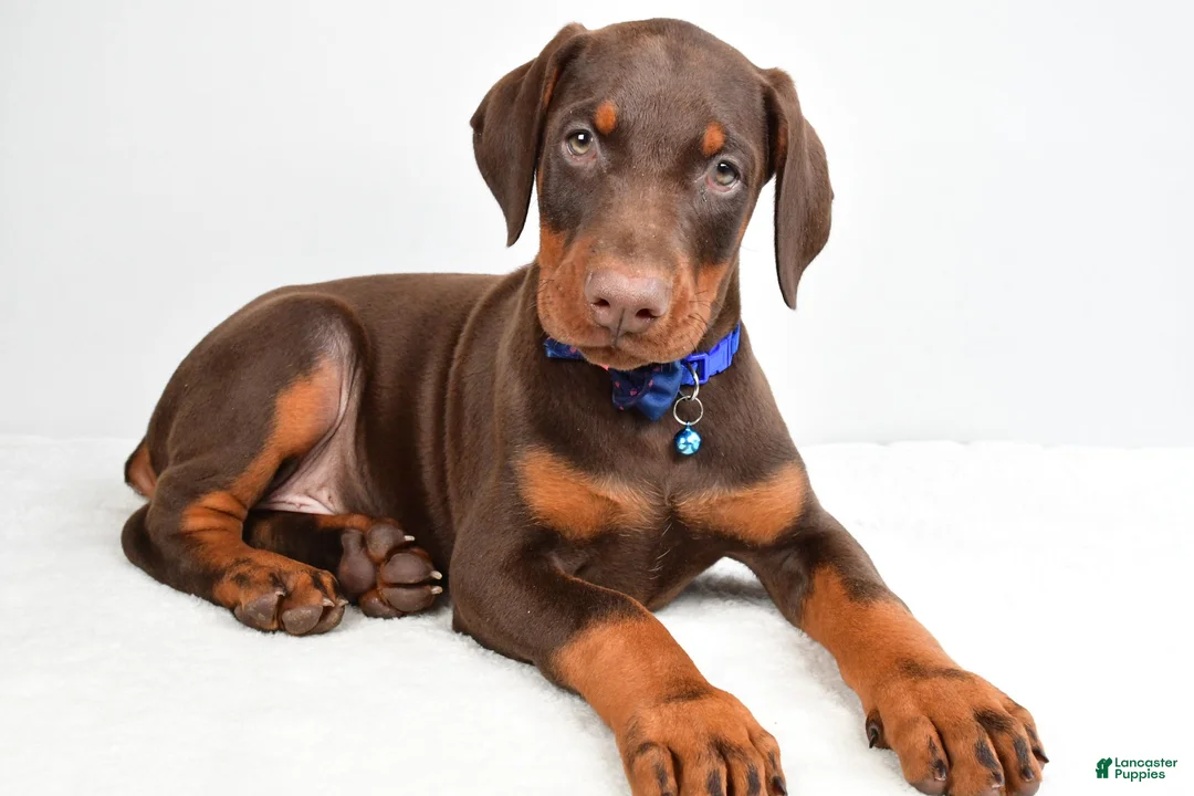 Doberman Pinscher dogs for sale: Harrison - Ad 2
