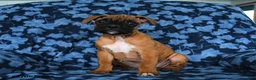 Boxer dogs for sale: Rosy - Ad 3