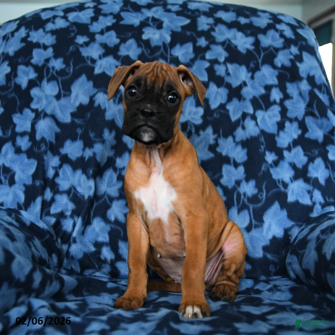 Boxer dogs for sale: Rosy - Ad 3