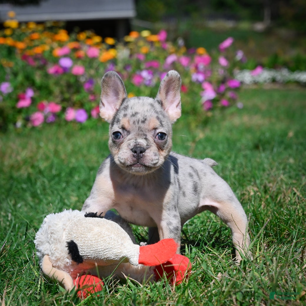 French Bulldog dogs Cooper - Ad 20