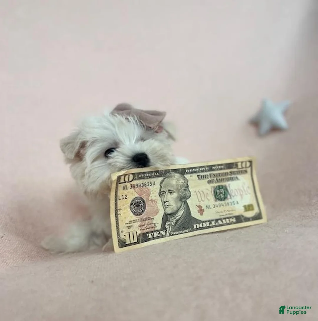 Maltese dogs for sale: Maltese Puppy 1 - Ad 1