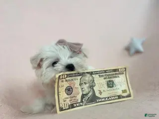 Maltese dogs Maltese Puppy 1 - Ad 13