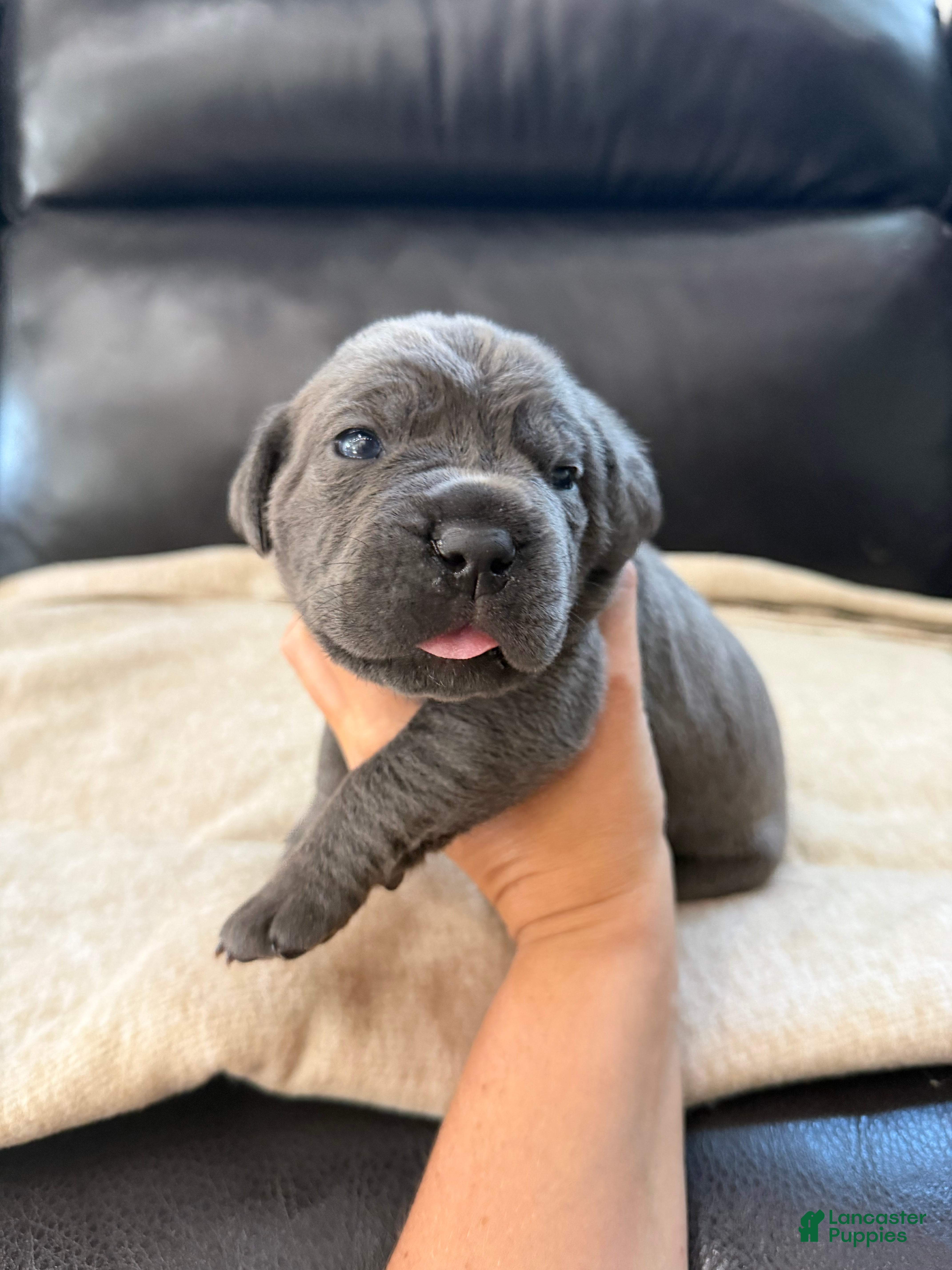 Cane Corso dogs Dark Pink Collar -Griselda - Ad 2