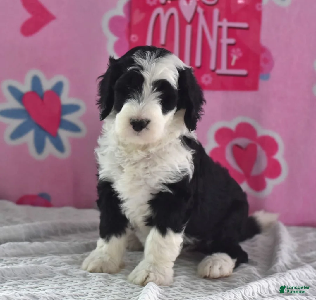 Gallery Image {{count}}