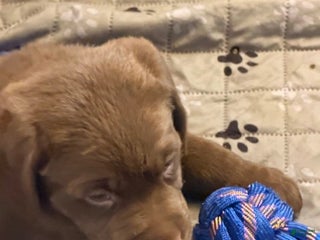 Labrador Retriever dogs Labrador Retriever Puppy 3 - Ad 17