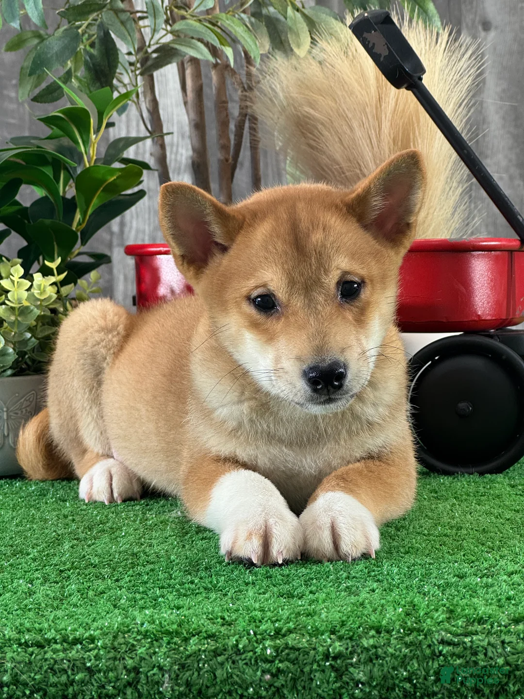 Shiba Inu dogs for sale: Icy - Ad 1