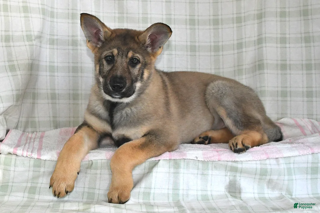 German Shepherd dogs for sale: Megan - Ad 3