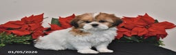 Shih Tzu dogs for sale: Rita - Ad 5