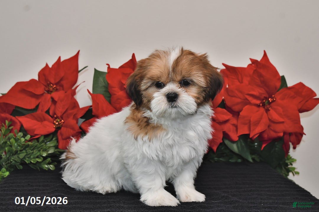 Shih Tzu dogs for sale: Rita - Ad 5