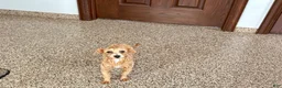 Maltipoo dogs for sale: Cutie  - Ad 6