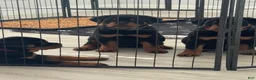 Rottweiler dogs for sale: Belize  - Ad 13