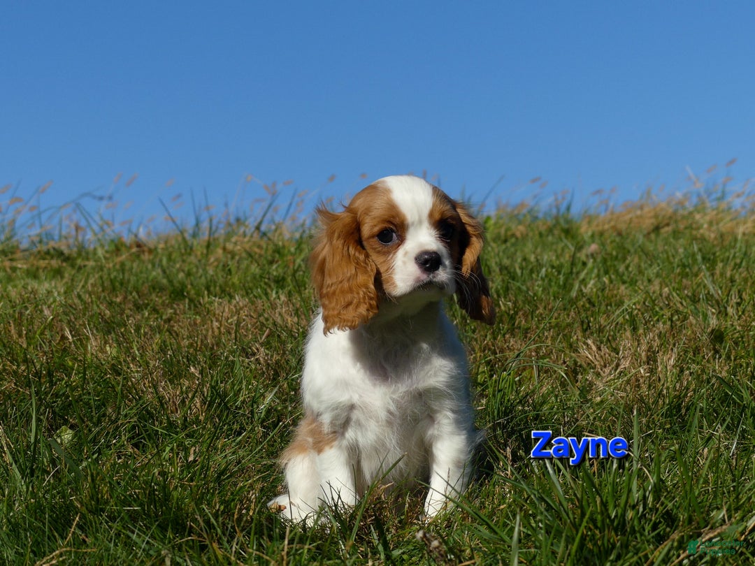 Cavalier King Charles Spaniel dogs for sale: Zayne - Ad 7