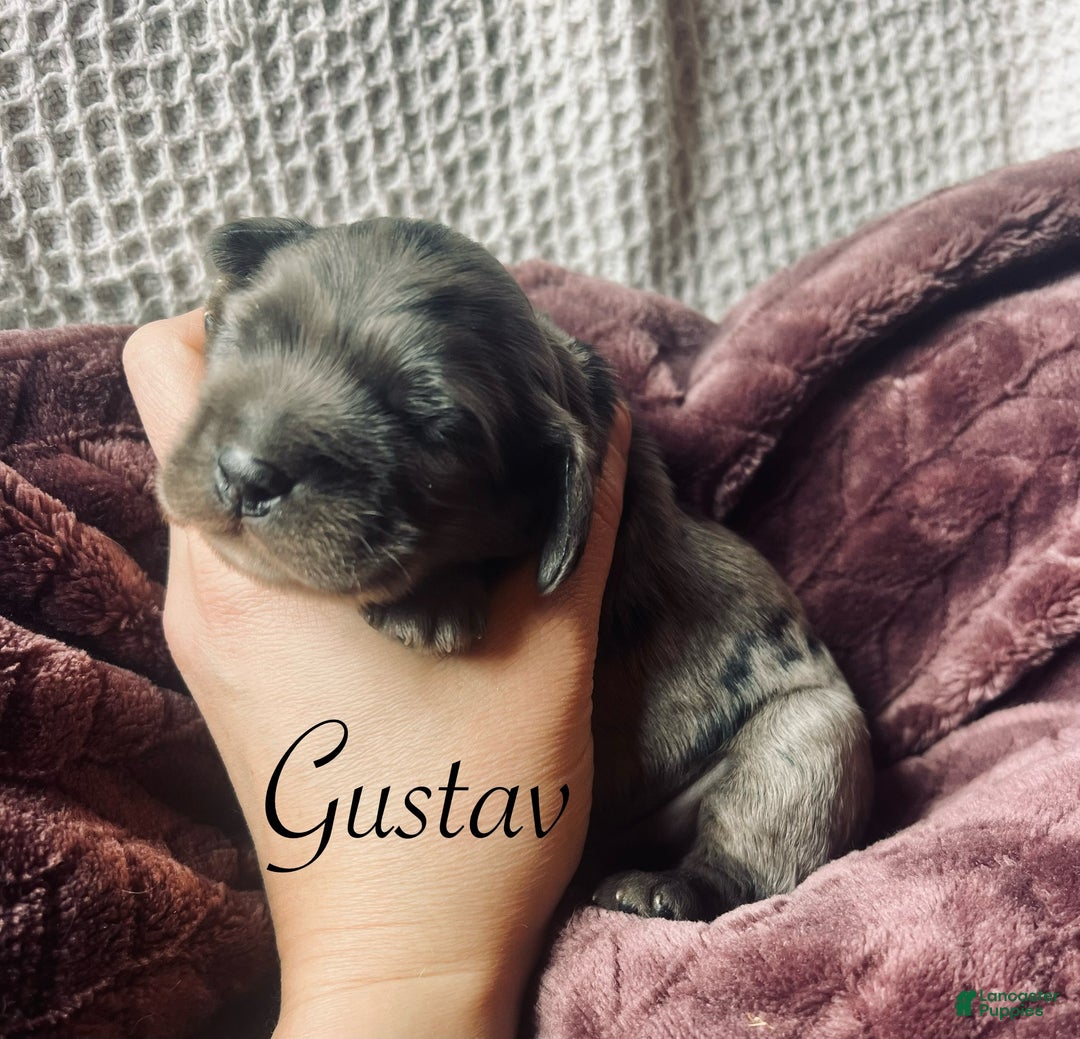 Cocker Spaniel dogs for sale: Gustav  - Ad 4