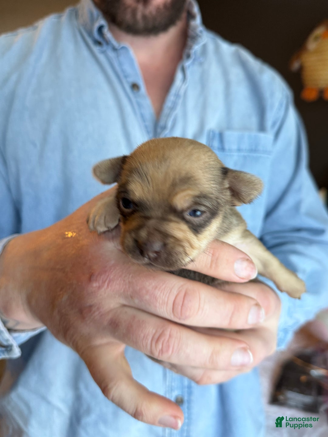 Chihuahua dogs for sale: Brandy  - Ad 8