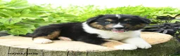 Australian Shepherd dogs for sale: Denali - Ad 3