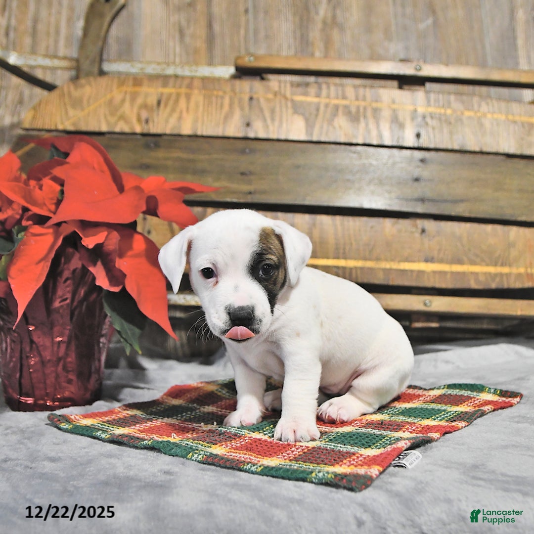 Jack Russell Terrier dogs for sale: Twila - Ad 4