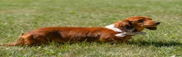 Miniature Dachshund dogs for sale: Indy  - Ad 5