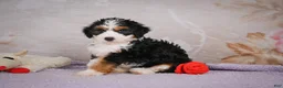 Mini Bernedoodle dogs for sale: Bella - Ad 4