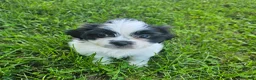 Shih Tzu dogs for sale: trouble - Ad 2