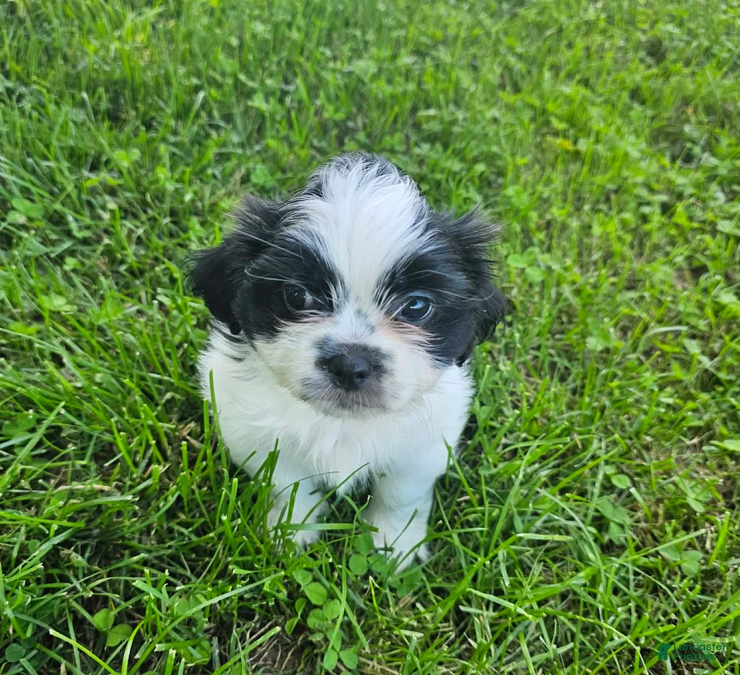 Shih Tzu dogs for sale: trouble - Ad 2