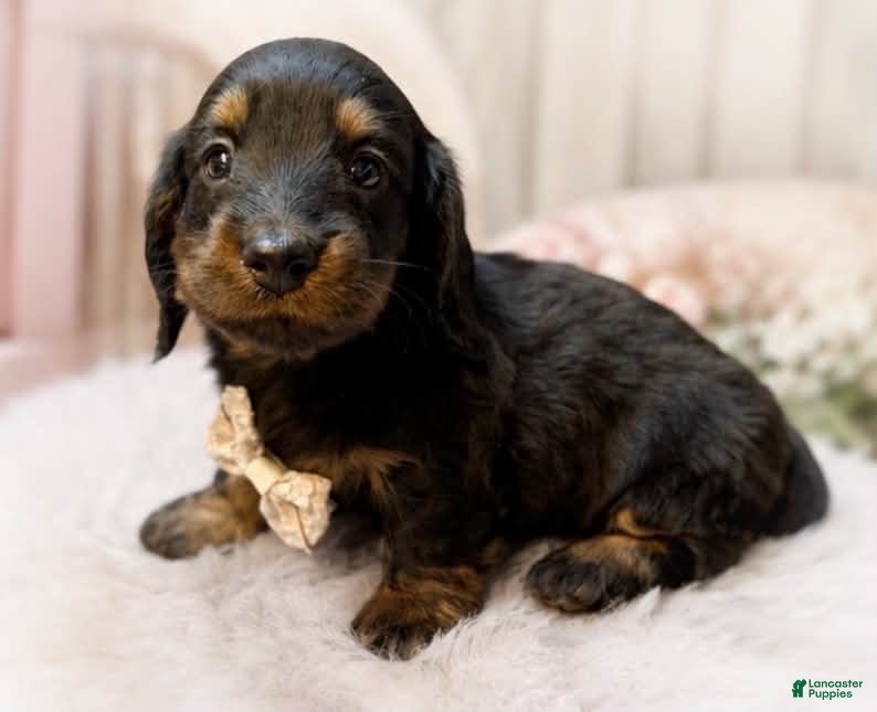 Miniature Dachshund dogs Marshall “Long hair” - Ad 1