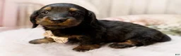 Miniature Dachshund dogs for sale: Marshall “Long hair” - Ad 1