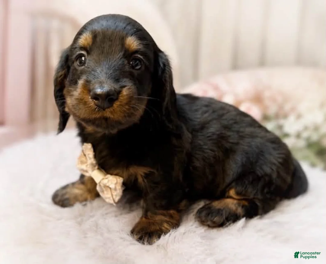 Miniature Dachshund dogs for sale: Marshall “Long hair” - Ad 1