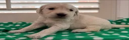 Golden Retriever dogs for sale: Orange - Ad 1