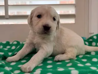Golden Retriever dogs for sale: Orange - Ad 3