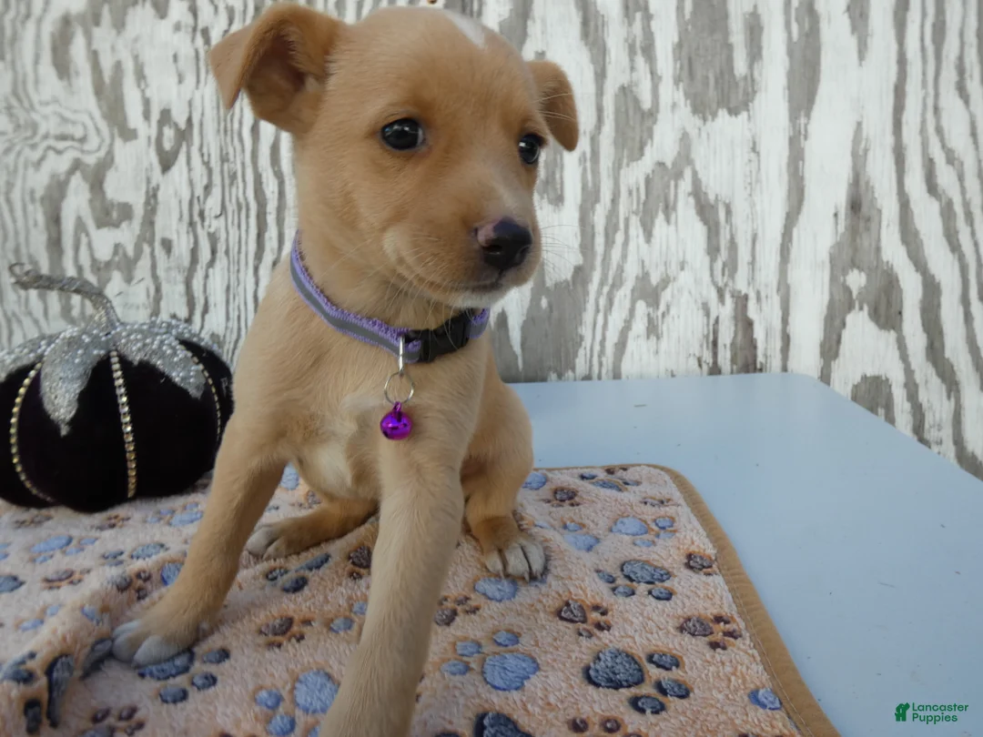 Jack Russell Terrier dogs for sale: Jack Russell Terrier 5 Bessie - Ad 2