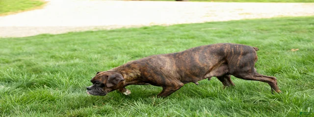 Roxie