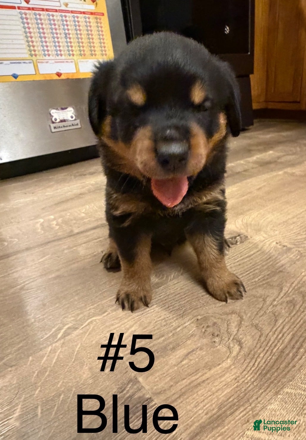 Rottweiler dogs Rottweiler 5 - Ad 1