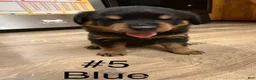Rottweiler dogs for sale: Rottweiler 5 - Ad 1