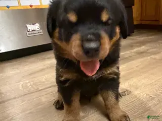 Rottweiler dogs Rottweiler 5 - Ad 1