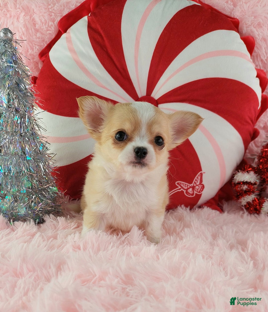 Chihuahua dogs for sale: Milly - Ad 10