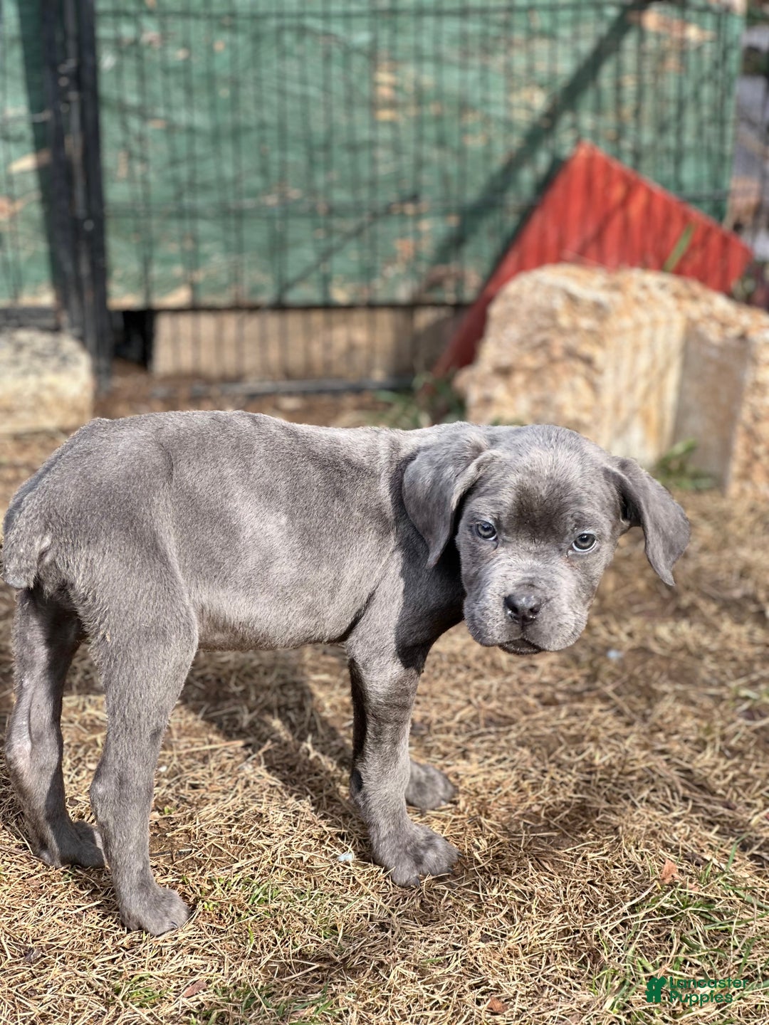 Cane Corso dogs for sale: Ash - Ad 4