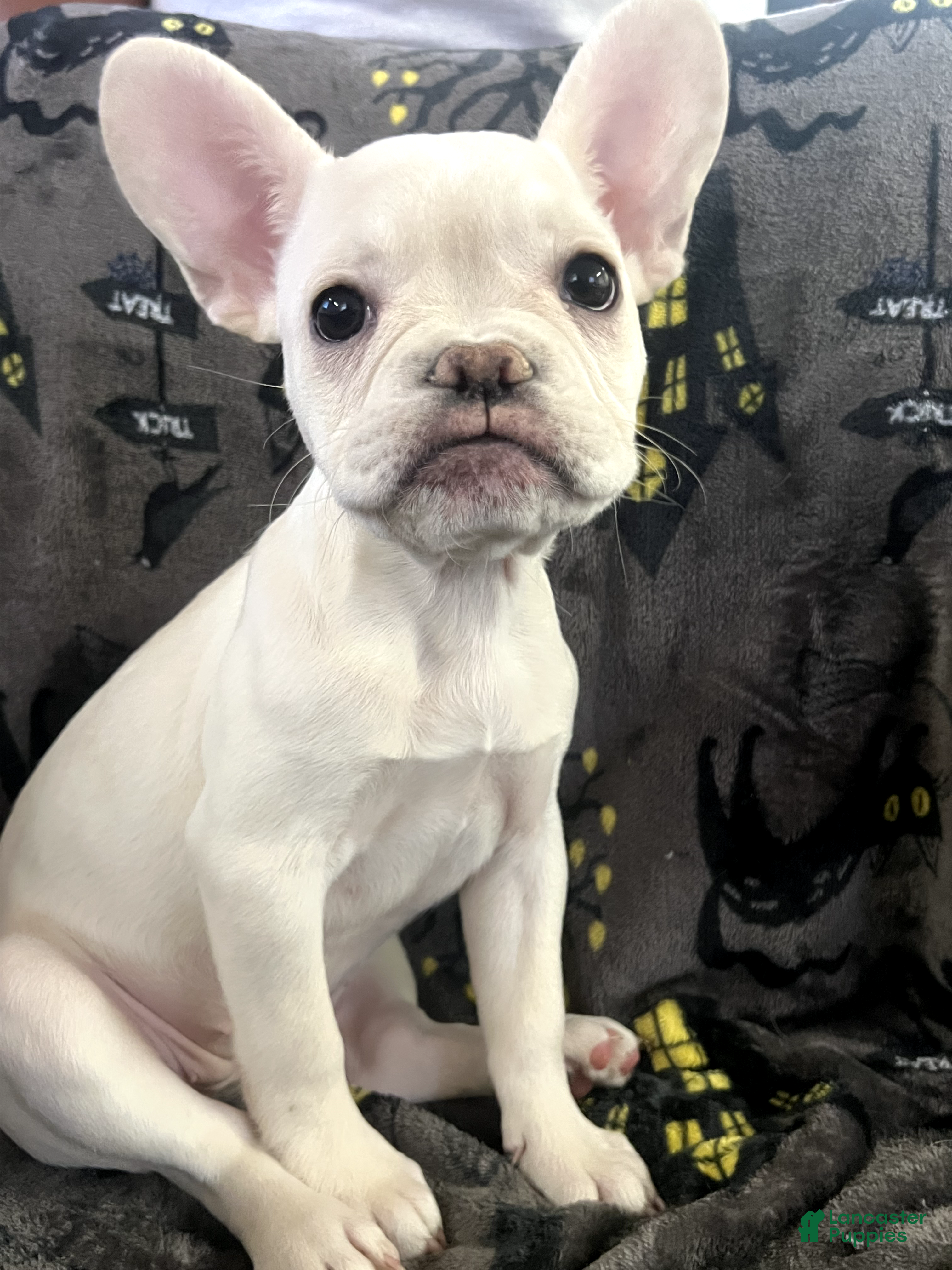 French Bulldog dogs BonBon - Ad 39