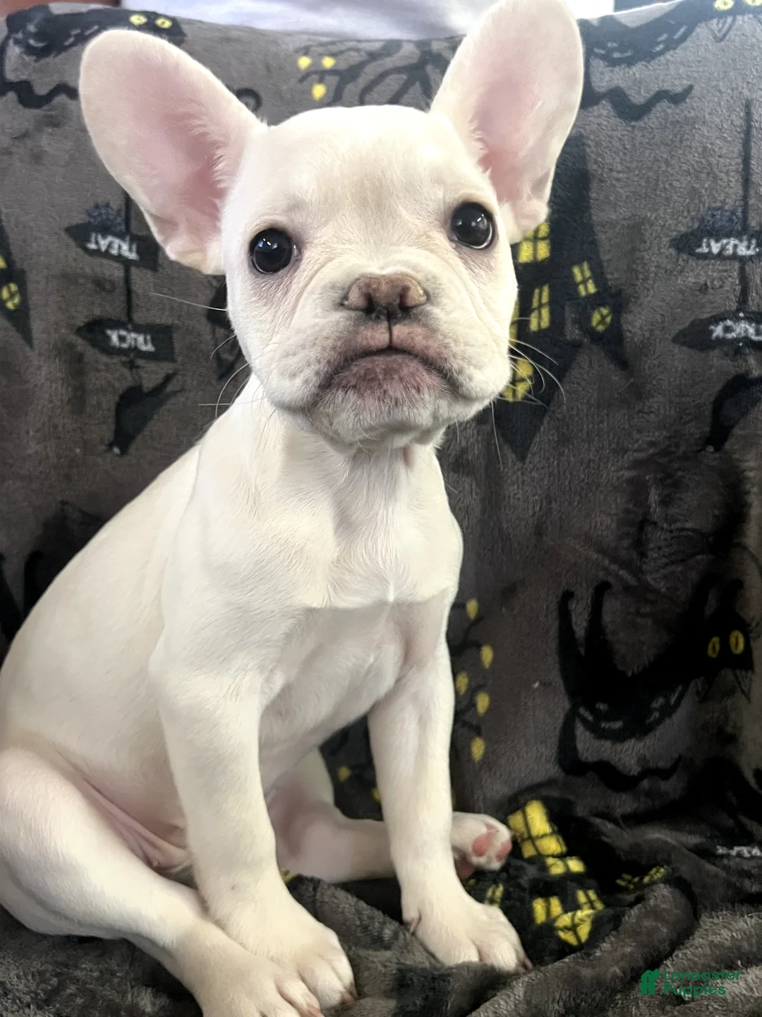 French Bulldog dogs for sale: BonBon - Ad 1