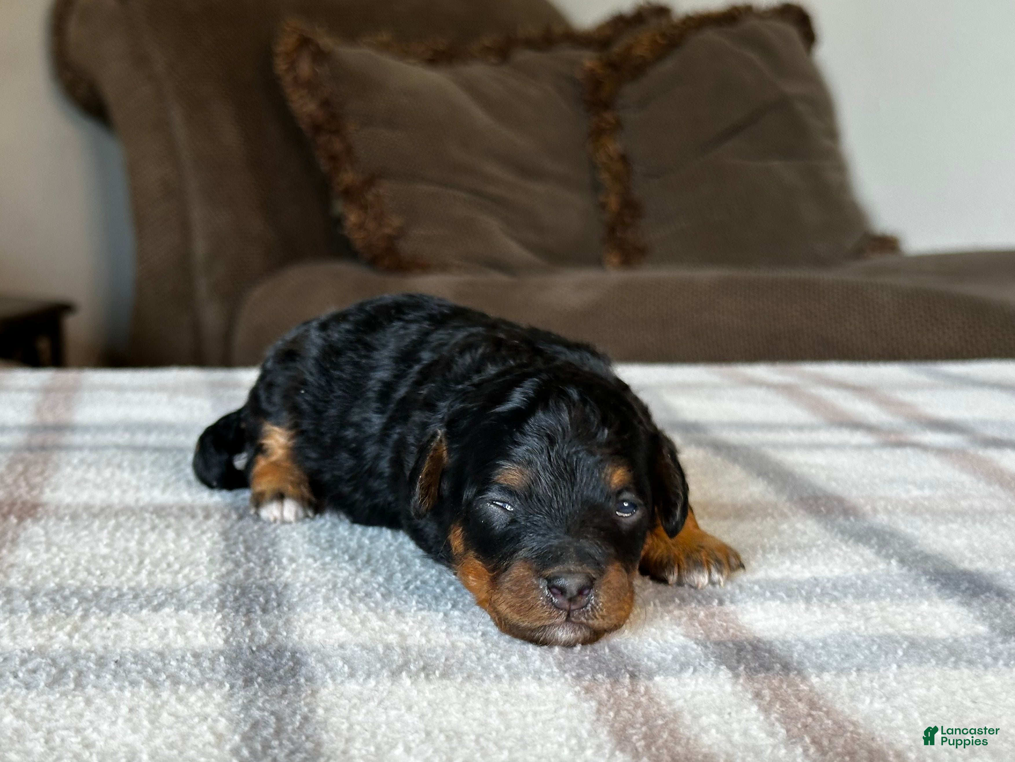 Mixed Breed dogs Black & Tan Micro Bernedoodle - Ad 2