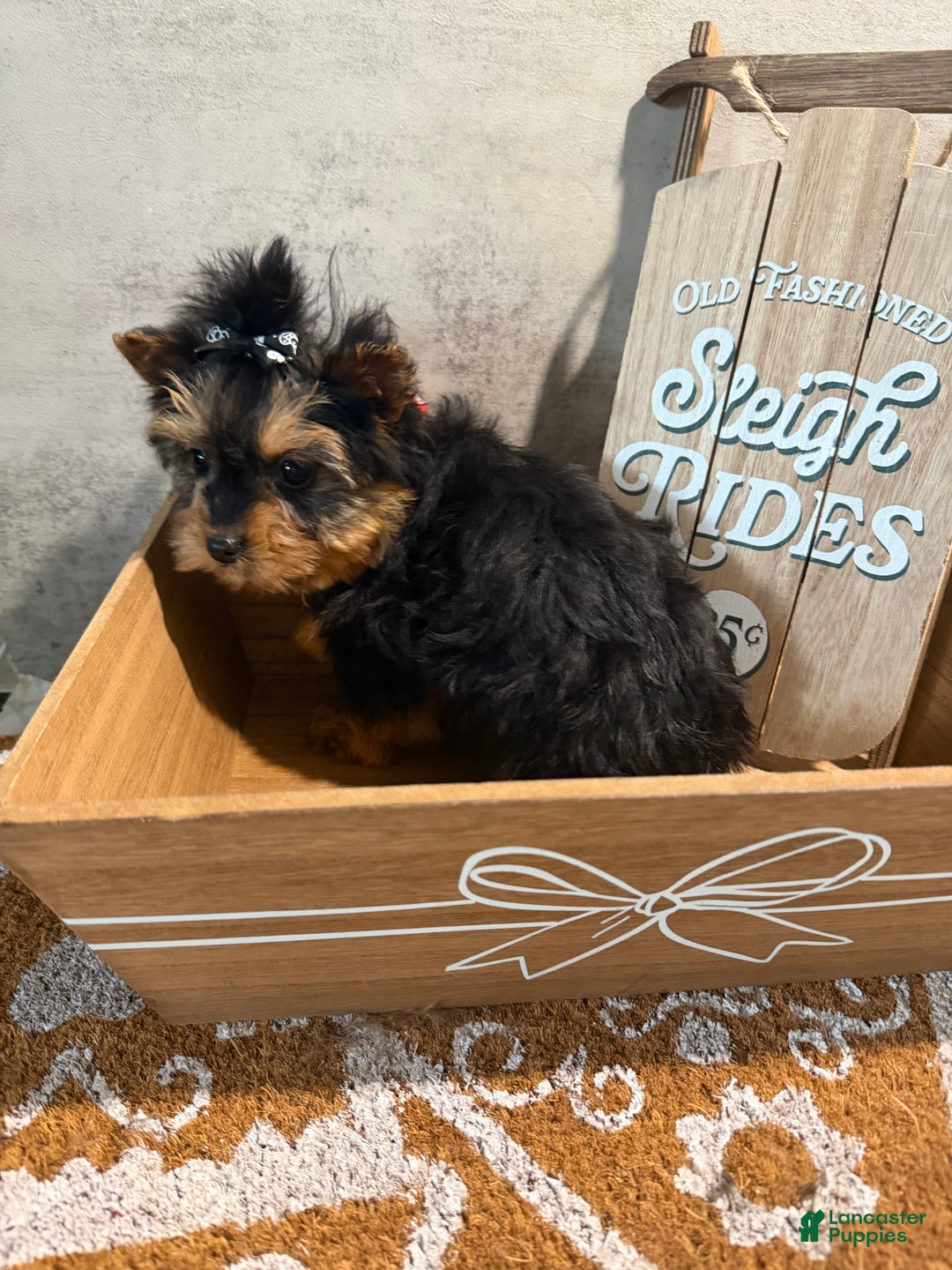 Yorkshire Terrier dogs for sale: Billy Rae - Ad 3