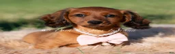 Miniature Dachshund dogs for sale: Yuki AKC - Ad 1