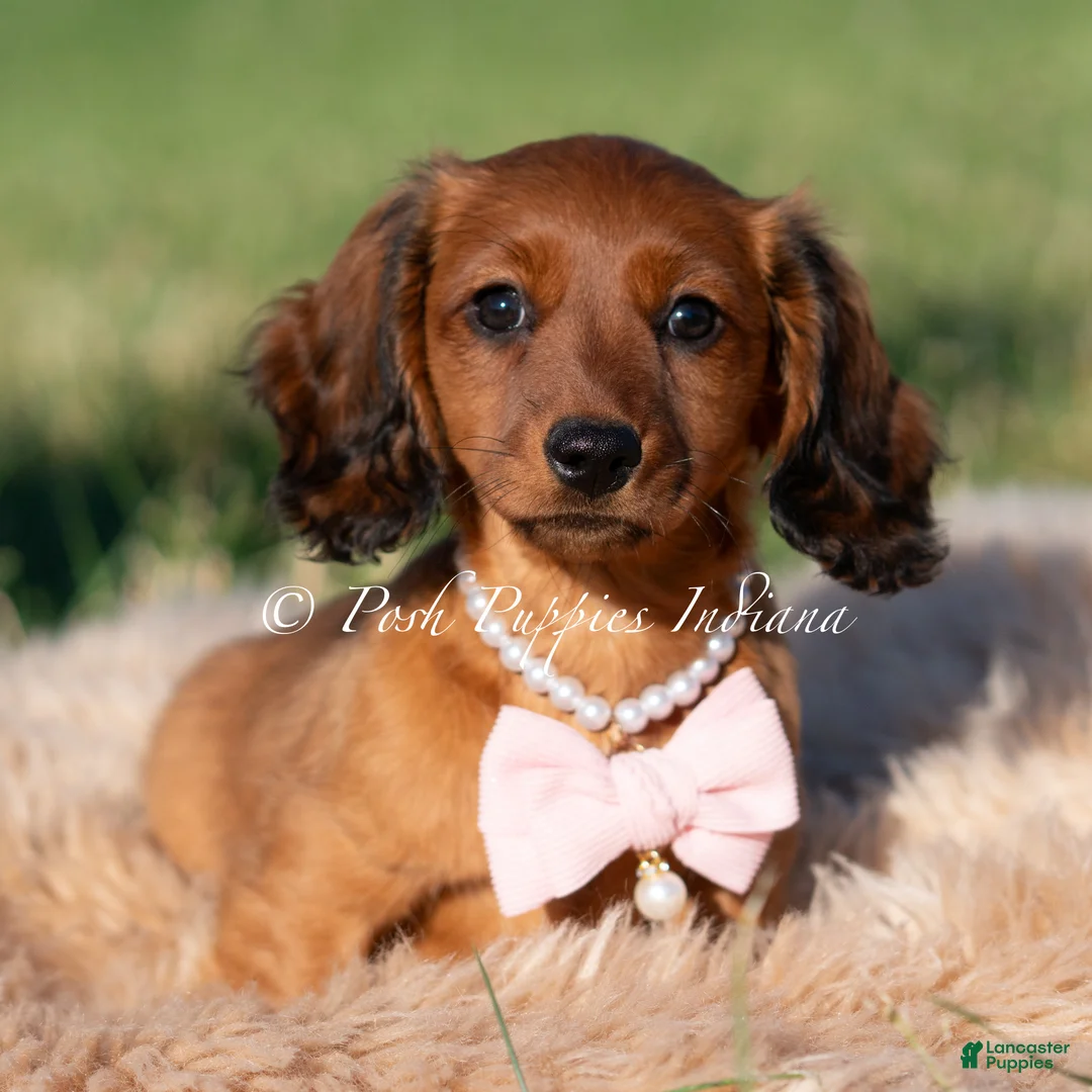 Miniature Dachshund dogs for sale: Yuki AKC - Ad 1