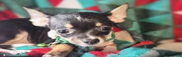 Chihuahua dogs for sale: Loky (Tr-Color) small - Ad 2