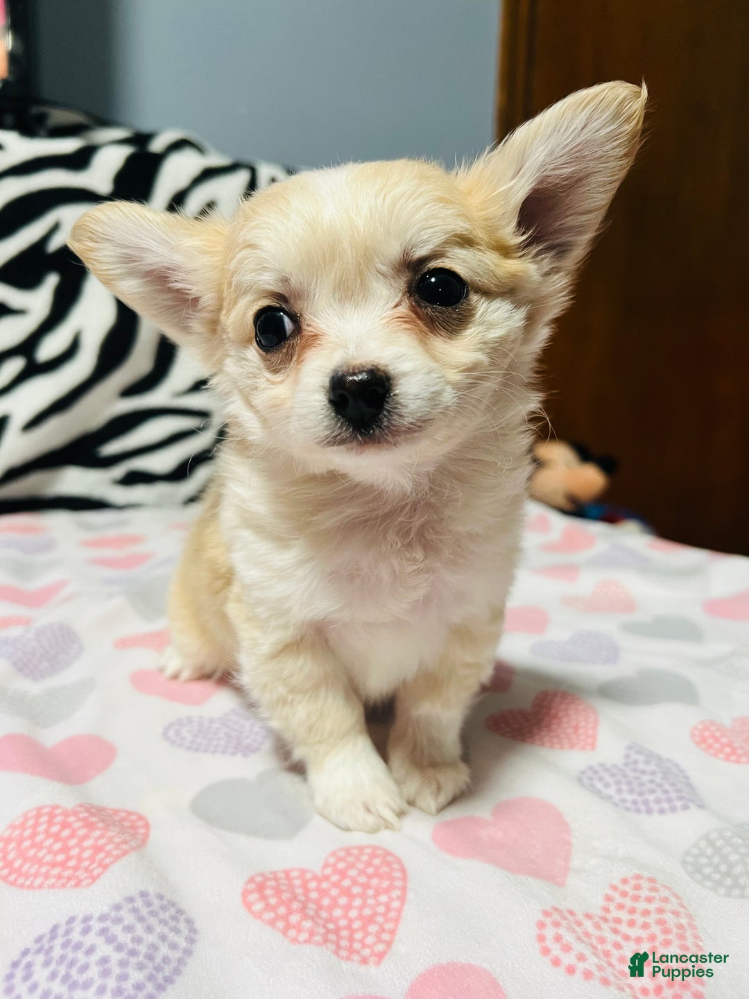 Papillon dogs for sale: Ozzy - Ad 7