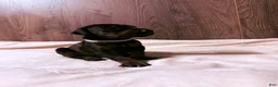 Doberman Pinscher dogs for sale: Ghost - Ad 6